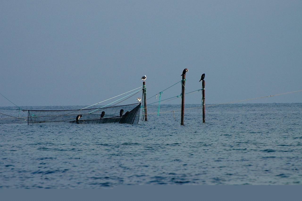 屬蛇者養(yǎng)什么魚化解相沖？（屬蛇者養(yǎng)什么魚化解相沖，）