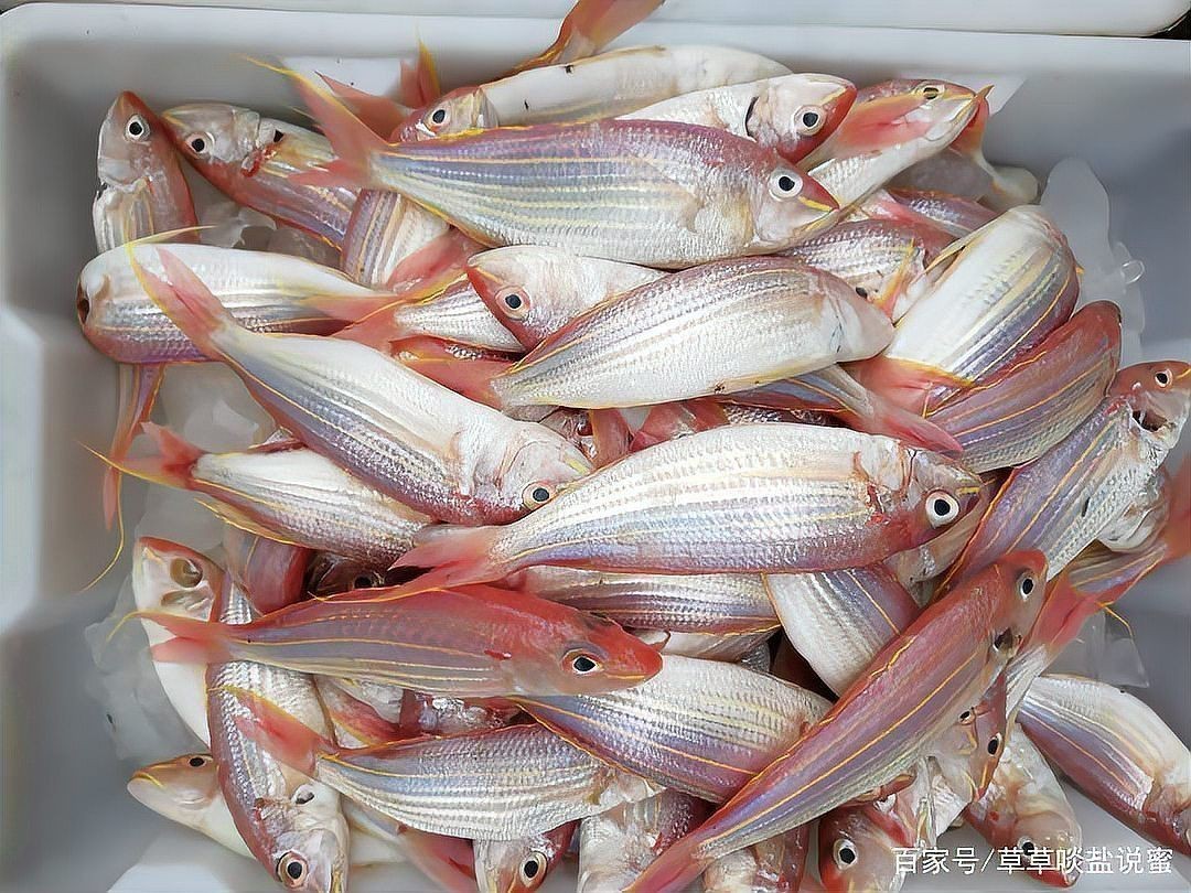 紅線魚的最佳吃法（紅線魚怎么做好吃）