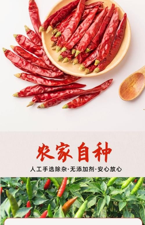 紅綠辣椒段圖片大全大圖（《紅綠辣椒段圖片大全大圖》）