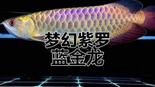 古典過背金龍有哪些著名的品種？（古典過背金龍品種排行，藍底古典過背金龍的價格是多少）