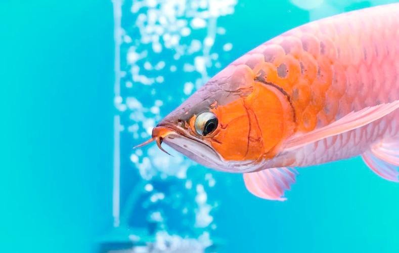 神龍魚圖片大全大圖（《神龍魚圖片大全大圖》）