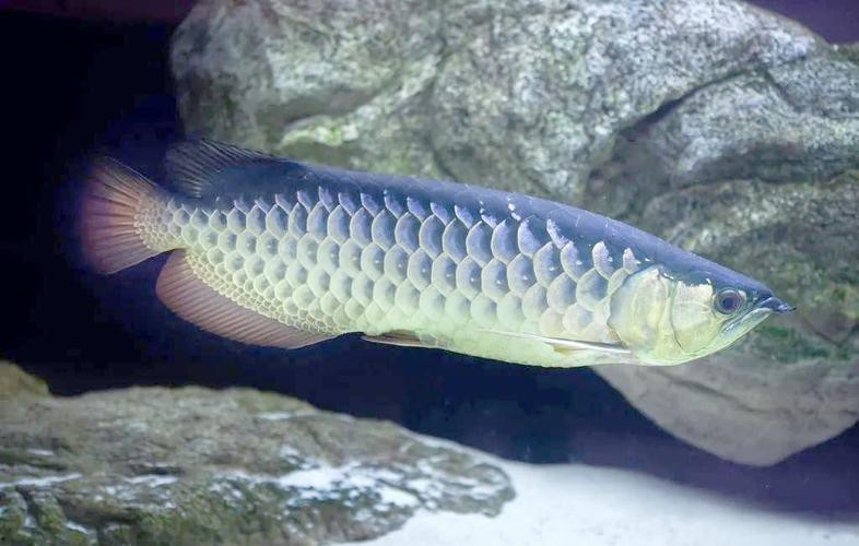 神龍魚圖片大全大圖（《神龍魚圖片大全大圖》）