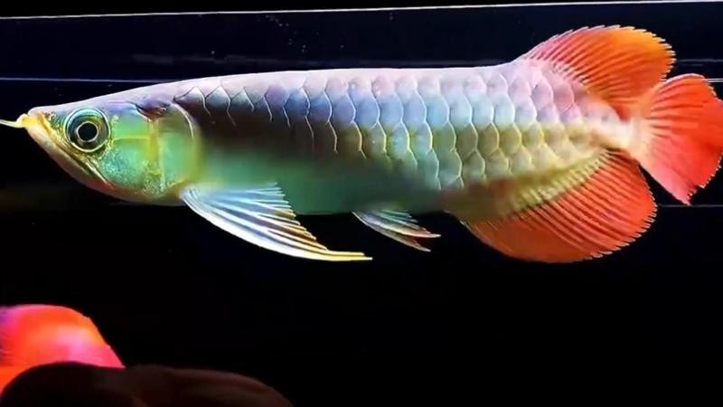 神龍魚圖片大全大圖（《神龍魚圖片大全大圖》）