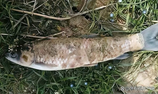 龍魚(yú)身上有白色棉絮狀物圖片（《龍魚(yú)身上有白色棉絮狀物圖片》）