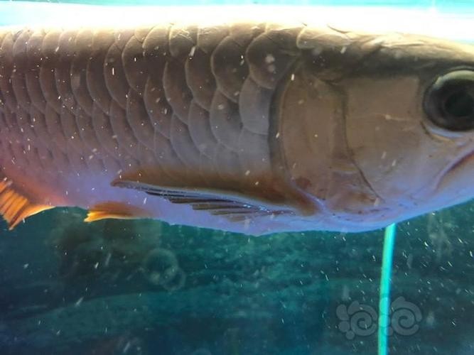 龍魚(yú)身上有白色棉絮狀物圖片（《龍魚(yú)身上有白色棉絮狀物圖片》）