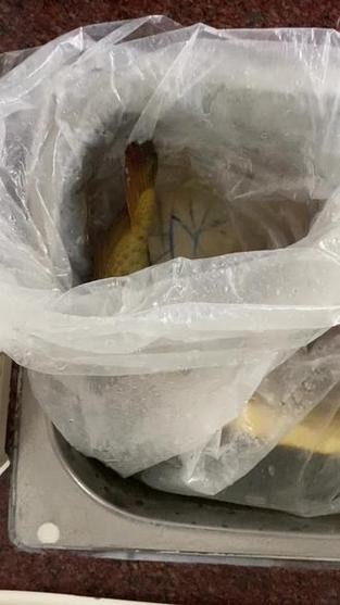 龍魚(yú)身上有白色棉絮狀物圖片（《龍魚(yú)身上有白色棉絮狀物圖片》）
