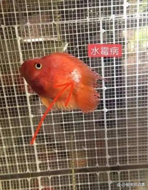龍魚(yú)身上有白色棉絮狀物圖片（《龍魚(yú)身上有白色棉絮狀物圖片》）