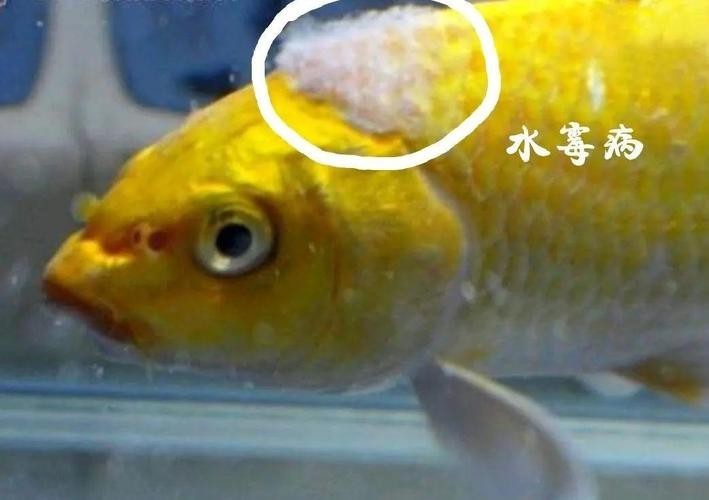 龍魚(yú)身上有白色棉絮狀物圖片（《龍魚(yú)身上有白色棉絮狀物圖片》）