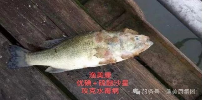 龍魚(yú)身上有白色棉絮狀物圖片（《龍魚(yú)身上有白色棉絮狀物圖片》）