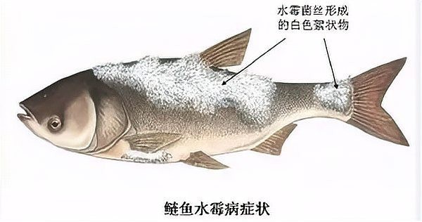 龍魚(yú)身上有白色棉絮狀物圖片（《龍魚(yú)身上有白色棉絮狀物圖片》）