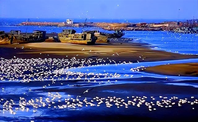全國漁場分布圖（《溫暖水域孕育著金槍魚、呈現了我國各類漁場的高價值空間） 全國漁場分布圖（《溫暖水域孕育著金槍魚、呈現了我國各類漁場的高價值空間） 龍魚論壇 第7張