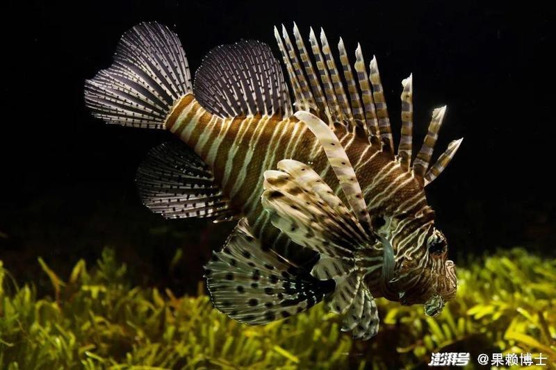 如何看龍魚的年齡（《如何看龍魚的年齡》準確判斷龍魚的年齡）