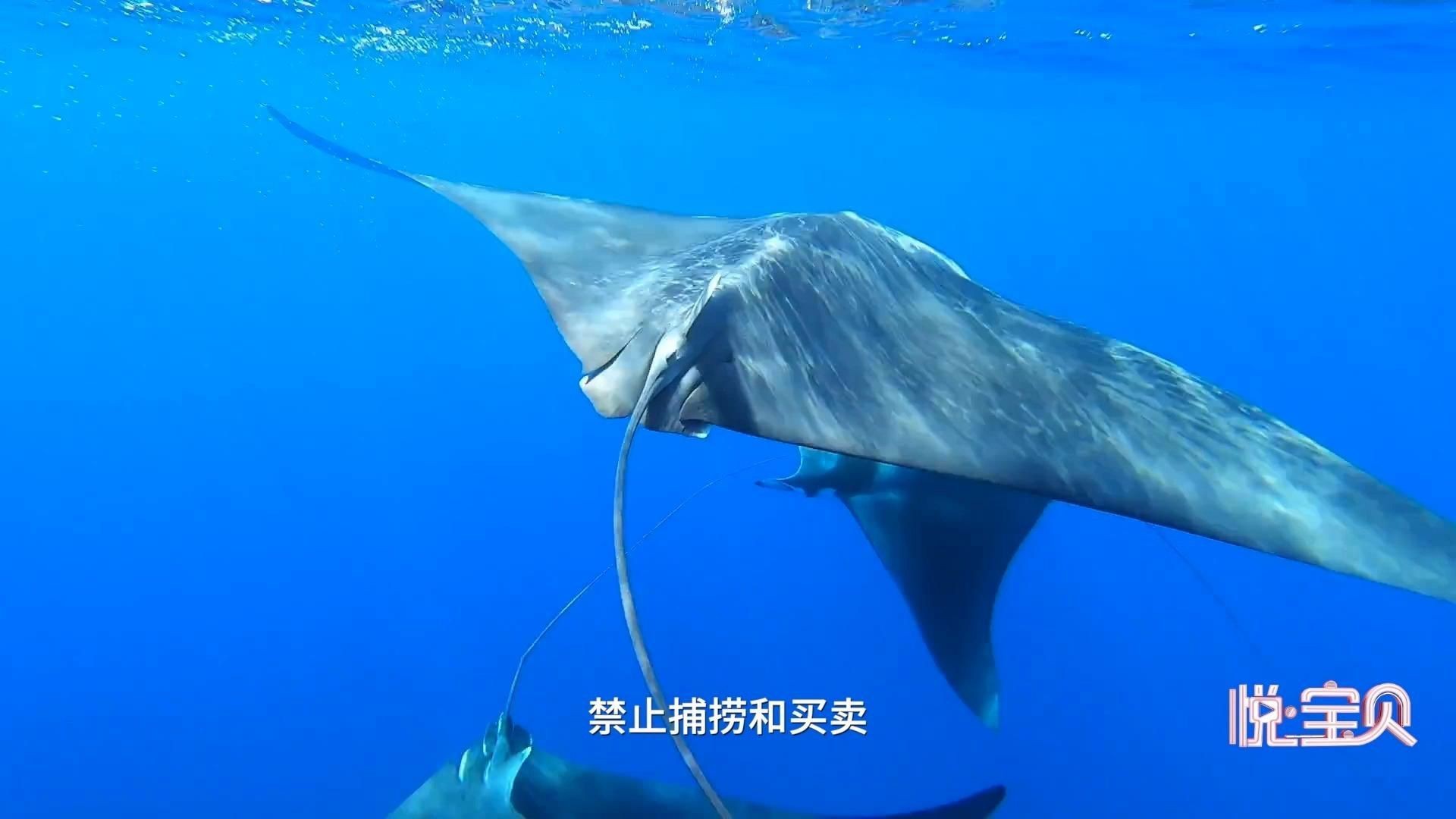 魟魚和魔鬼魚的區別（《魟魚和魔鬼魚的區別》）
