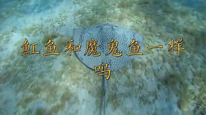 魟魚和魔鬼魚的區別（《魟魚和魔鬼魚的區別》）