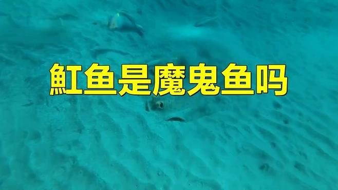 魟魚和魔鬼魚的區別（《魟魚和魔鬼魚的區別》）