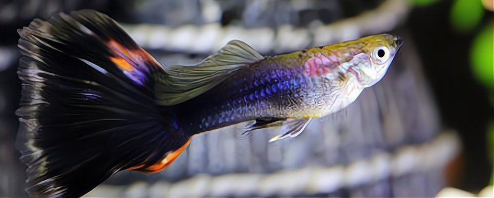 魟魚顏色變淺怎么辦（魟魚顏色變淺怎么辦,魟魚顏色變淺怎么辦[需手動(dòng)填充]魚顏色變淺怎么辦）