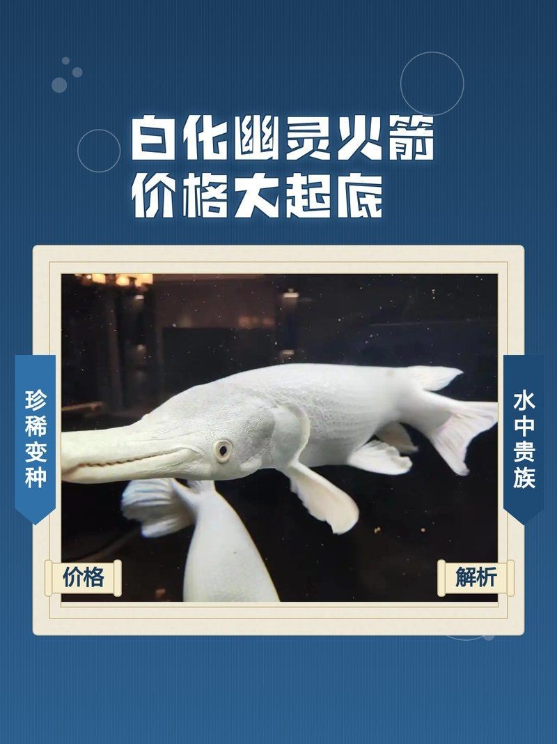 火箭魚圖片價格（火箭魚價格走勢圖有沒有火箭魚的價格走勢圖有沒有火箭魚）
