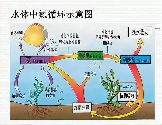 如何養觀賞魚