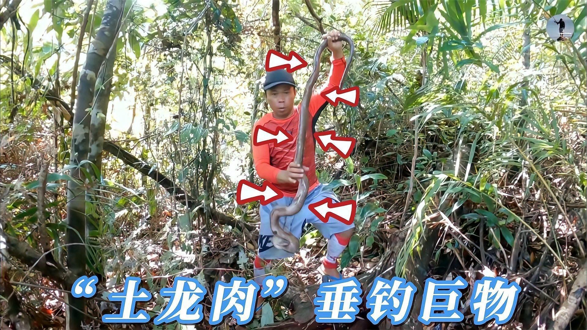 土龍魚的功效與作用