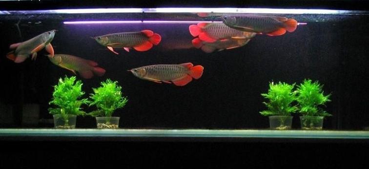 紅龍魚養(yǎng)殖場圖片大全