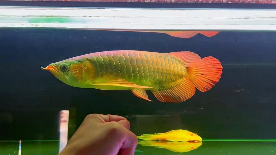 紅龍魚養(yǎng)殖場圖片大全