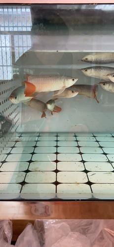 紅龍魚養(yǎng)殖場圖片大全
