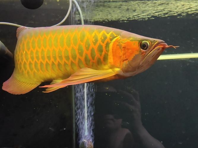 紅龍魚養(yǎng)殖場圖片大全