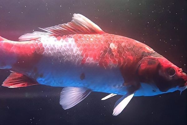 常見魚病圖片及防治方法