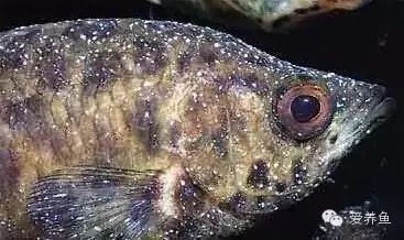 常見魚病圖片及防治方法