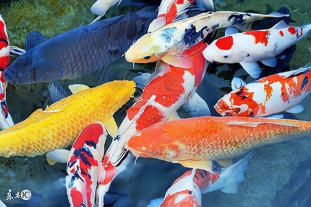 常見魚病圖片及防治方法