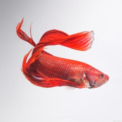 如何預防火龍魚疾病？ 如何預防火龍魚疾病？ 龍魚百科 第1張