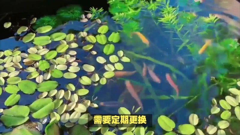 如何預防火龍魚疾病？ 如何預防火龍魚疾病？ 龍魚百科 第9張