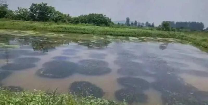 如何預防火龍魚疾病？ 如何預防火龍魚疾病？ 龍魚百科 第13張