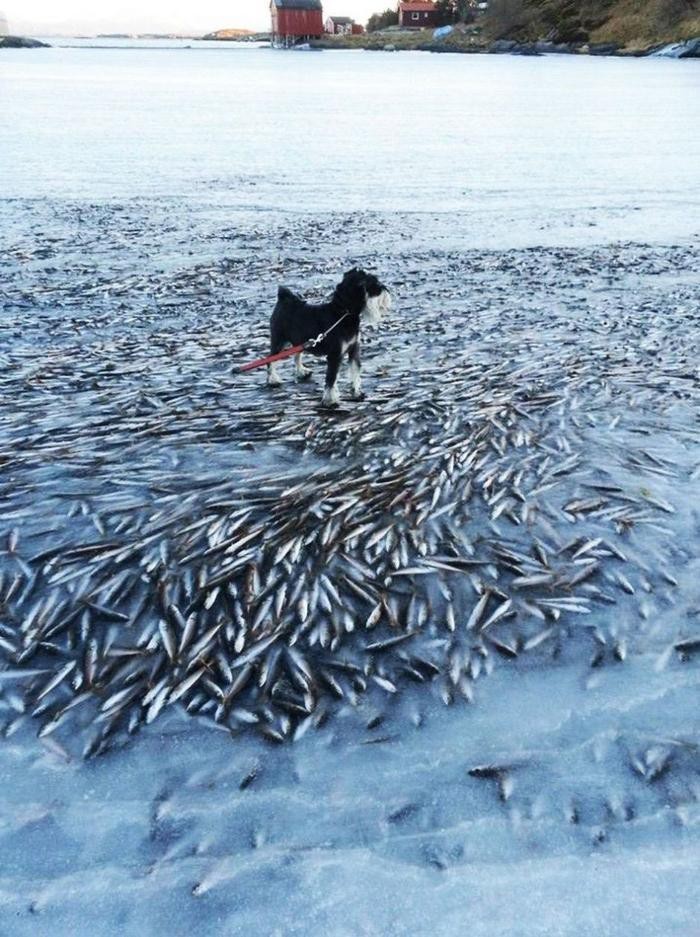 如何預防火龍魚疾病？ 如何預防火龍魚疾病？ 龍魚百科 第14張