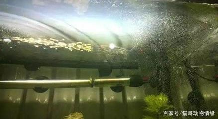 銀龍魚具體怎么養(yǎng)殖方法（銀龍魚具體怎么養(yǎng)殖方法視頻）