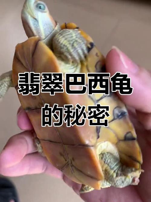 翡翠巴西龜長大后圖片
