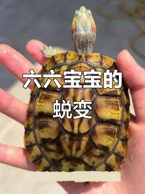 翡翠巴西龜長大后圖片