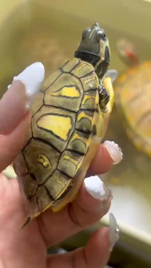 翡翠巴西龜長大后圖片