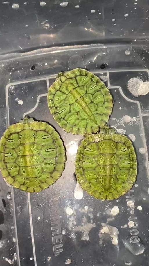 翡翠巴西龜長大后圖片