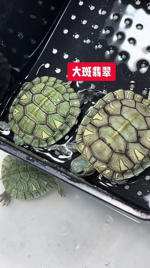 翡翠巴西龜長大后圖片