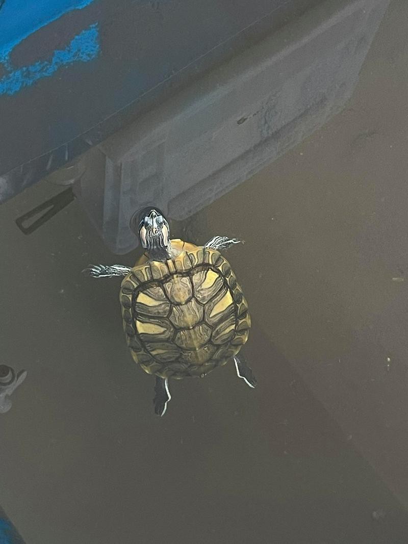 翡翠巴西龜長大后圖片