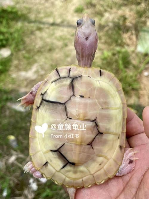 翡翠巴西龜長大后圖片