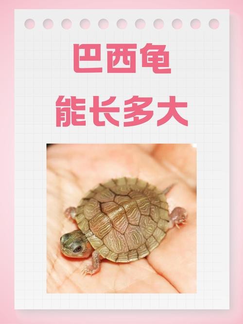 翡翠巴西龜長大后圖片