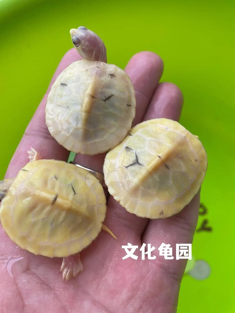 翡翠巴西龜長大后圖片
