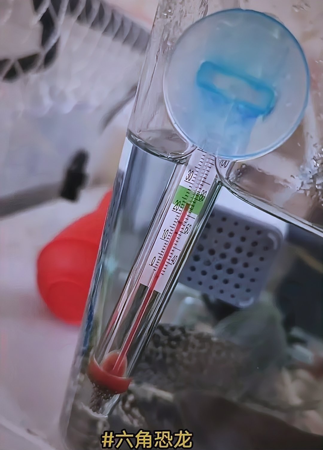 龍魚在冷水能活嗎視頻