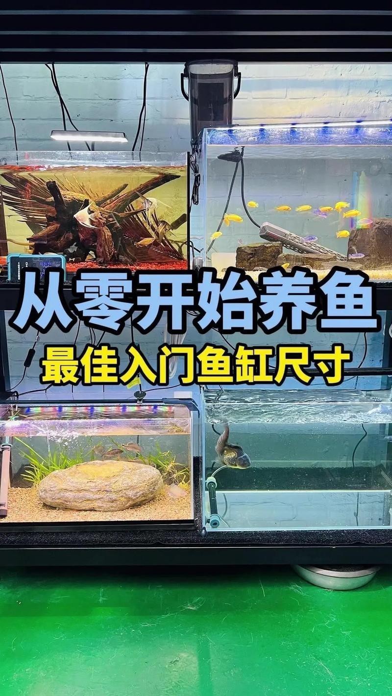 虎皮恐龍魚如何養(yǎng)才活久一些圖片