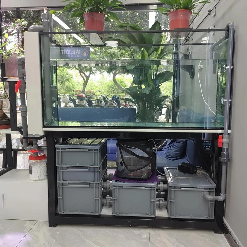 虎皮恐龍魚如何養(yǎng)才活久一些圖片