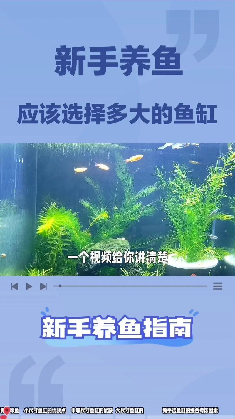 虎皮恐龍魚如何養(yǎng)才活久一些圖片