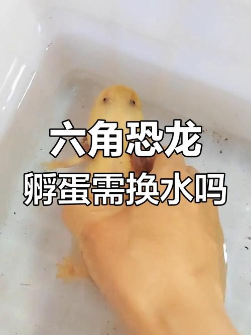虎皮恐龍魚如何養(yǎng)才活久一些圖片