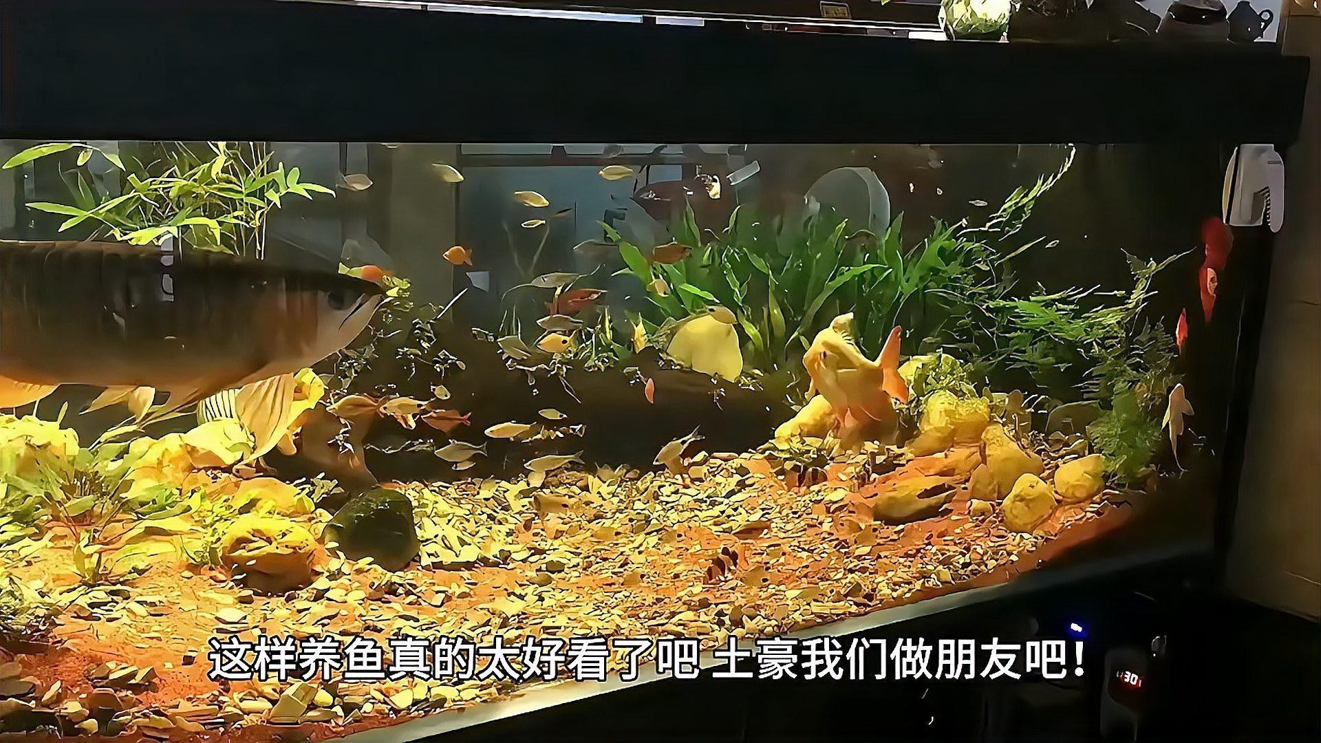 龍魚適合造景缸嗎圖片